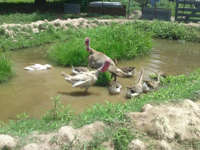 96368_dsc00181.jpg