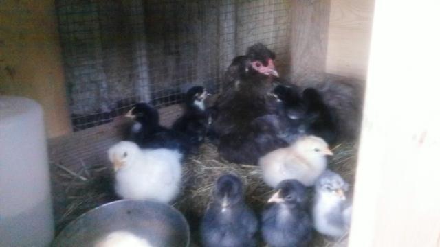 96439_silkie_hen.jpg