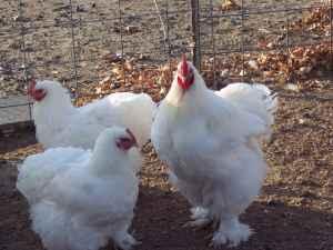 96445_cochin_rooster_with_his_ladies.jpg