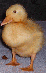 96524_ducky_1.png
