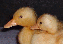 96524_ducky_2.png