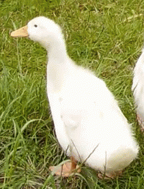 96524_ducky_3.png