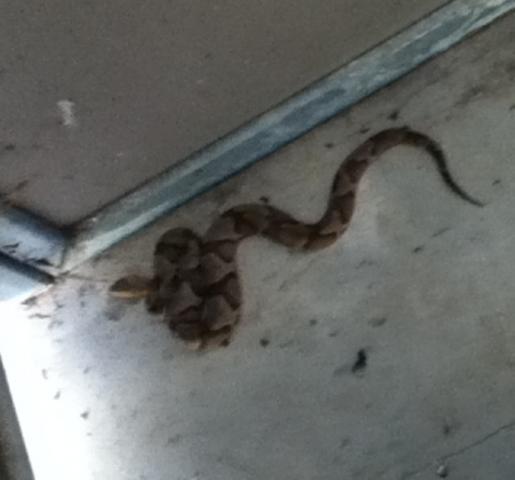 96726_brownsnake.jpg