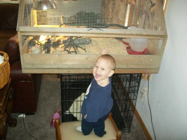 9673_joseph_at_brooder1.jpg