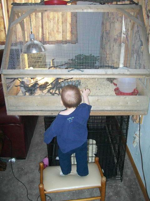 9673_joseph_at_brooder2.jpg