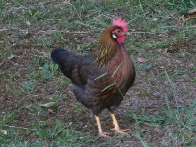 96760_brown_leghorn_hen.jpg