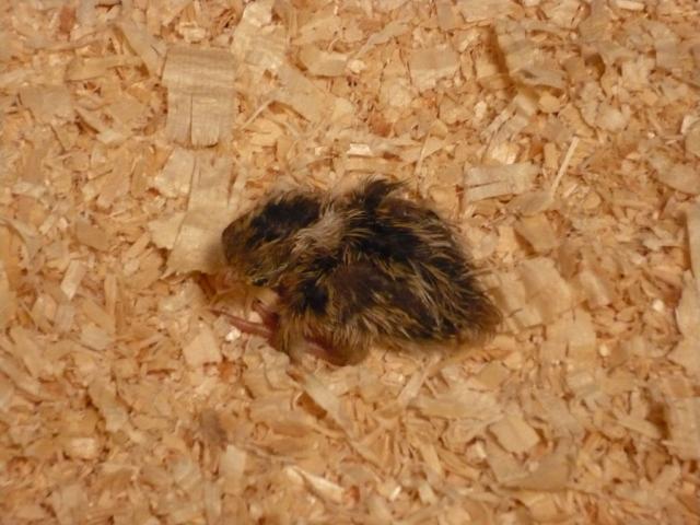96855_chick4.jpg