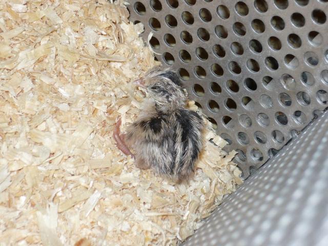96855_chick5.jpg