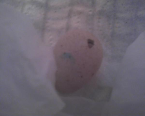 96855_egg.jpg