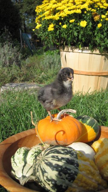 96863_fall_chick_1.jpg