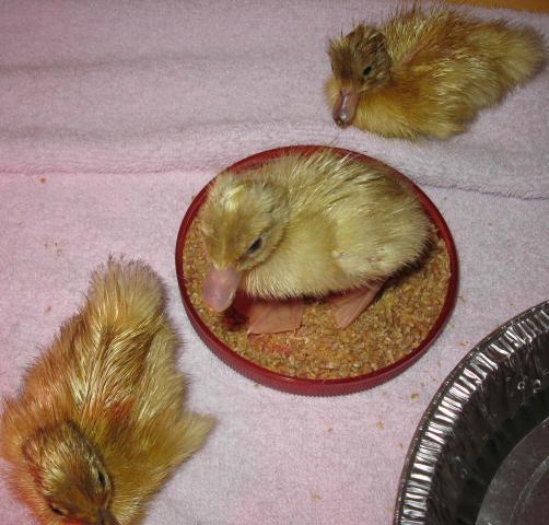 96869_duckling02.jpg
