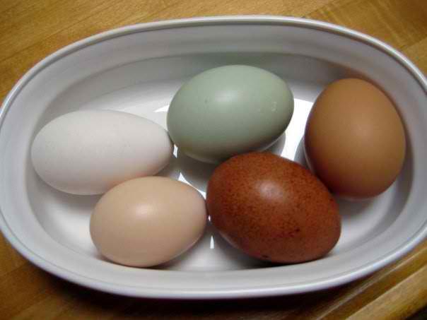 96909_egg_collection.jpg