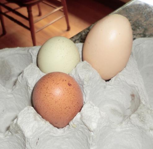 96909_godzillaegg.jpg