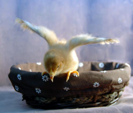 97019_c10.jpg