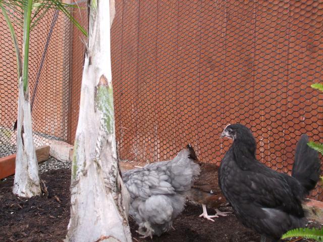 97029_chickens_007.jpg