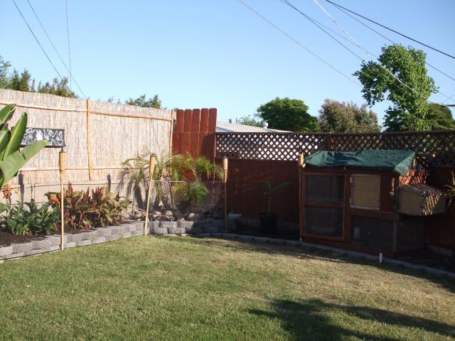 97029_chickens_058.jpg