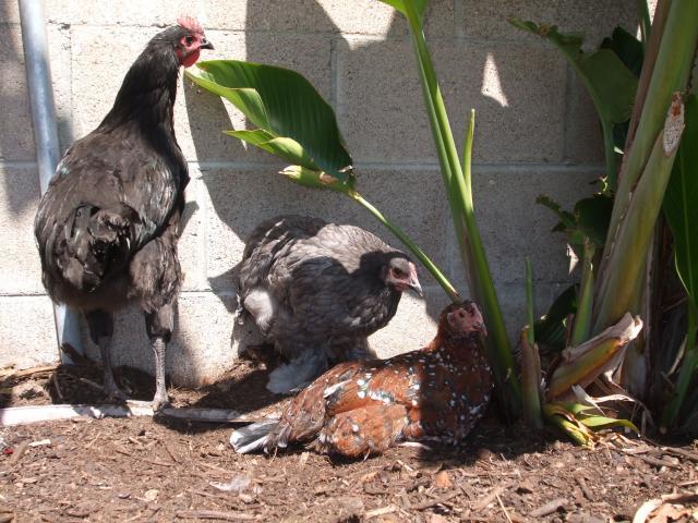 97029_chickens_077.jpg
