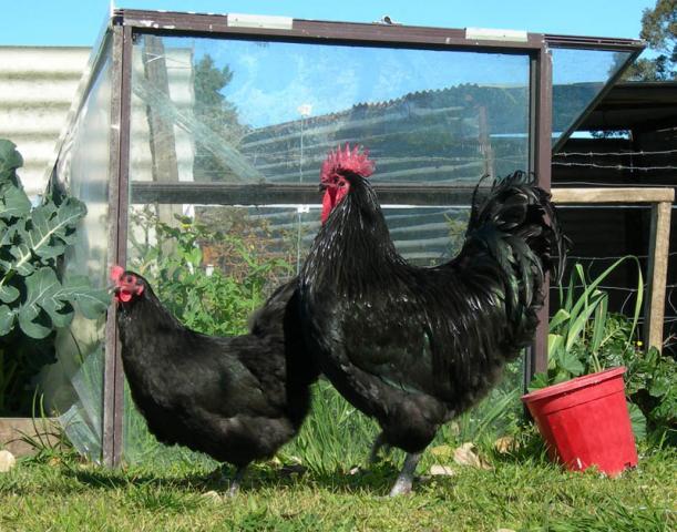97029_pureblackaustralorps.jpg