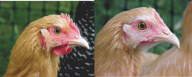 97092_chickencomparison.png