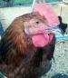 97094_henny_or_penny.jpg