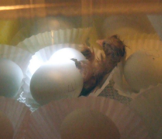97109_first_chick_hatched_101011.jpg