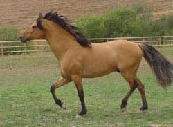 97129_spirit1.jpg