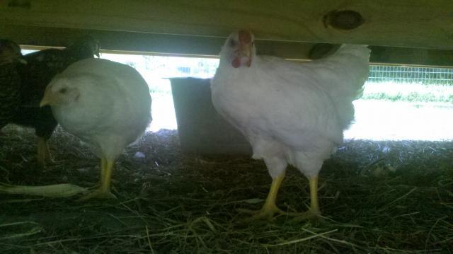 97193_chickens.jpg
