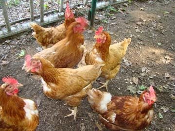 9722_chickengroup1.jpg