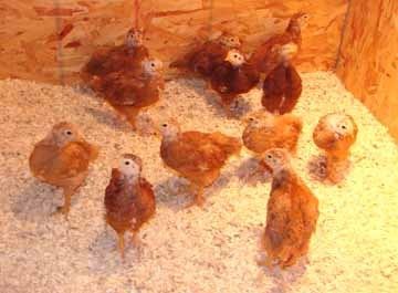 9722_chicks4weeks.jpg