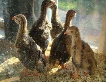 9722_guineafowl1.jpg