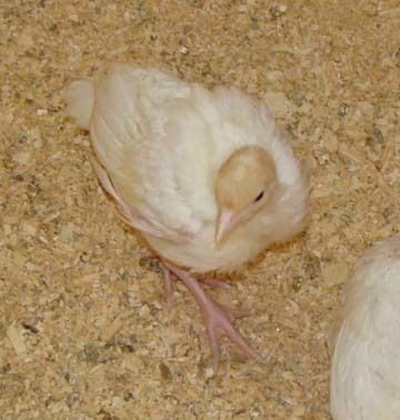 9722_turkeypoult1.jpg