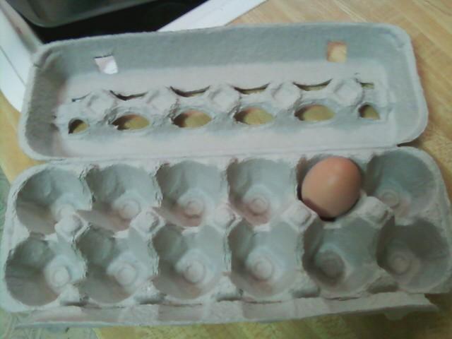97343_firstegg.jpg