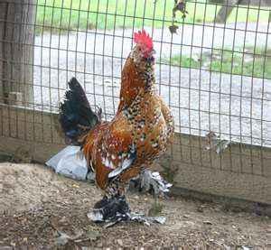 97348_rooster.jpg