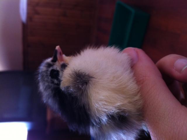 97381_chick_2.jpg