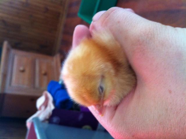 97381_chick_4.jpg