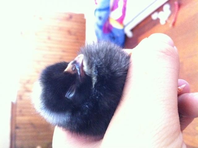 97381_chick_6.jpg