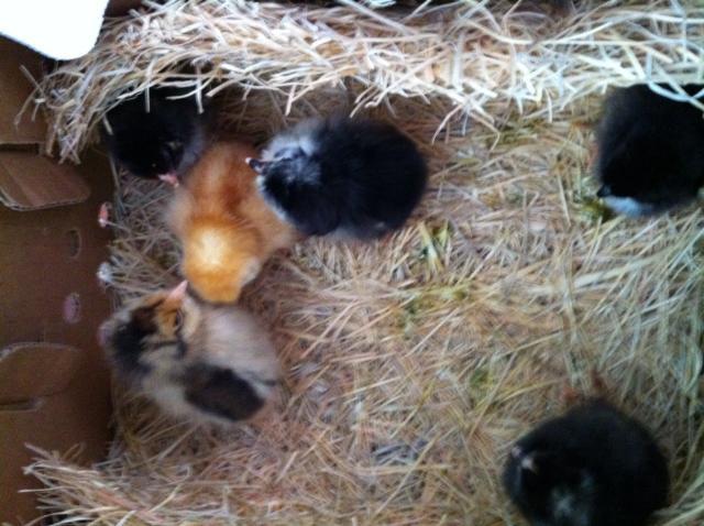 97381_chicks_1.jpg