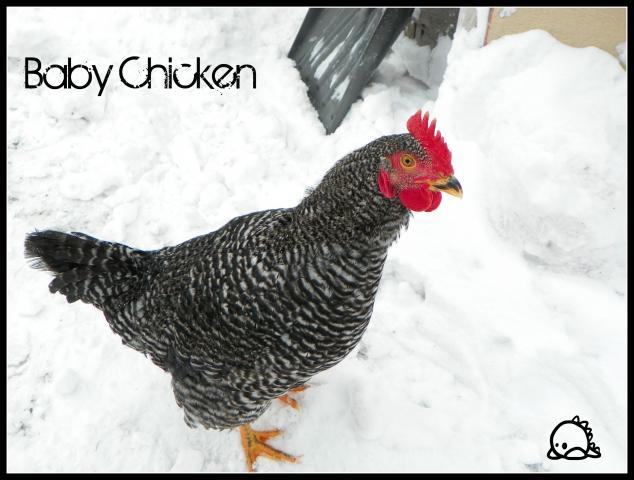97382_baby_chicken.jpg