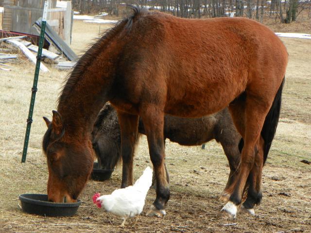 97382_farm_427.jpg