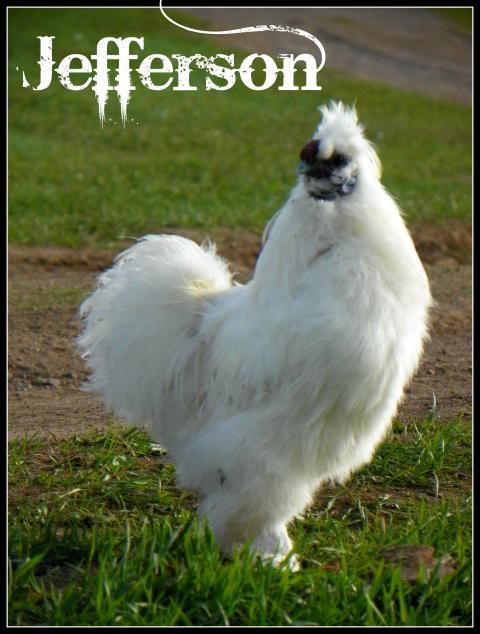 97382_jefferson.jpg