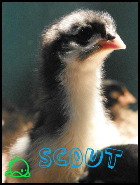 97382_scout.jpg