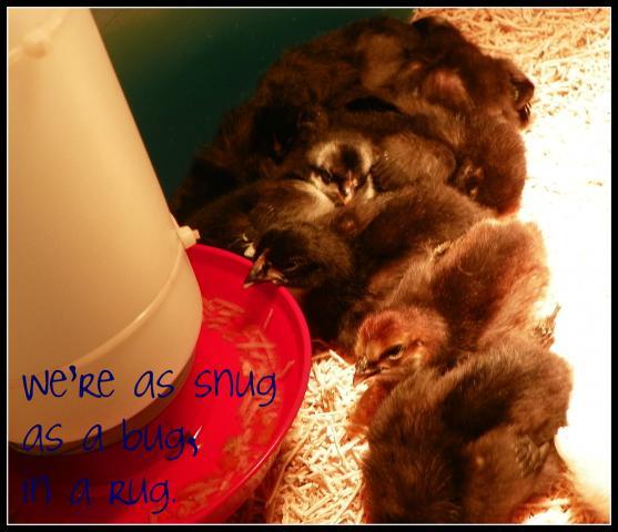 97382_sleeping.jpg