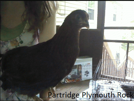 97394_partridge_plymouth_rock.png