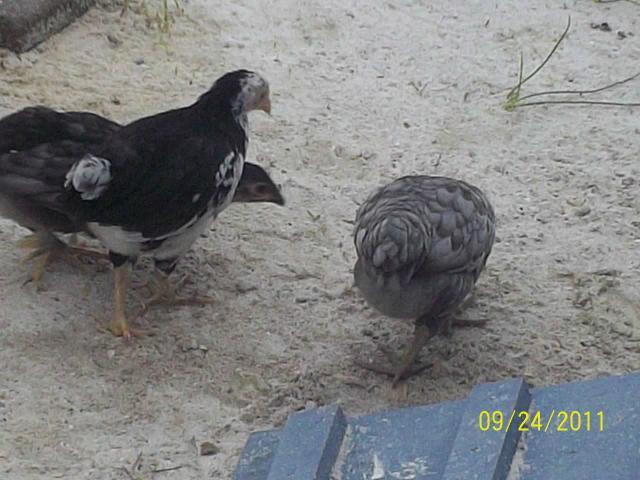 97463_ac_and_bandit.jpg