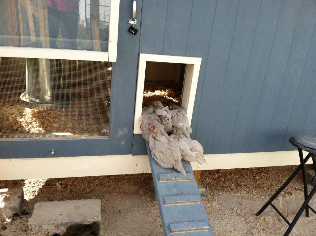97463_babies_around_the_coop_011.jpg