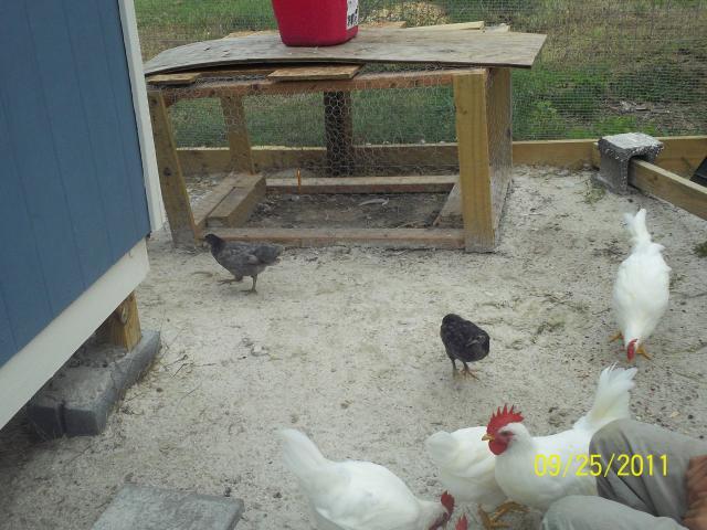 97463_chick_pics_028.jpg