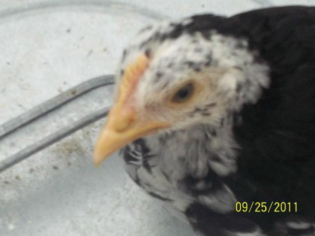 97463_chick_pics_036.jpg
