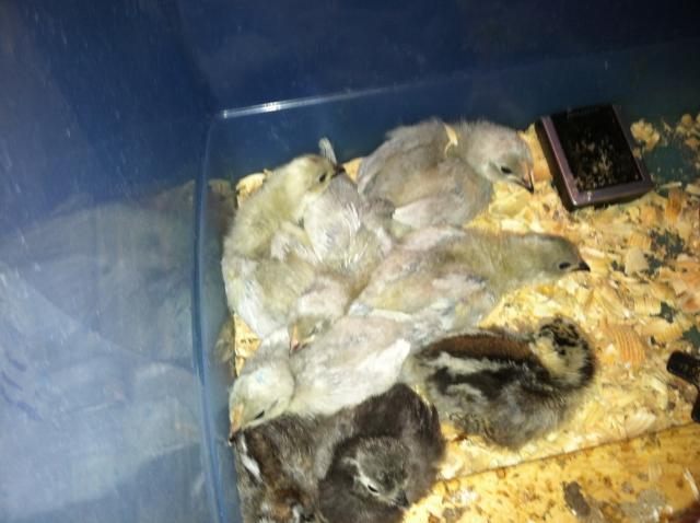 97463_chick_pile_009.jpg
