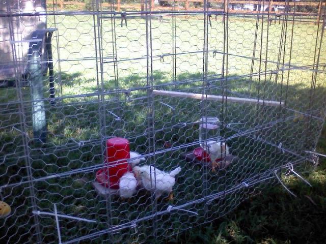97463_chicks_outside.jpg