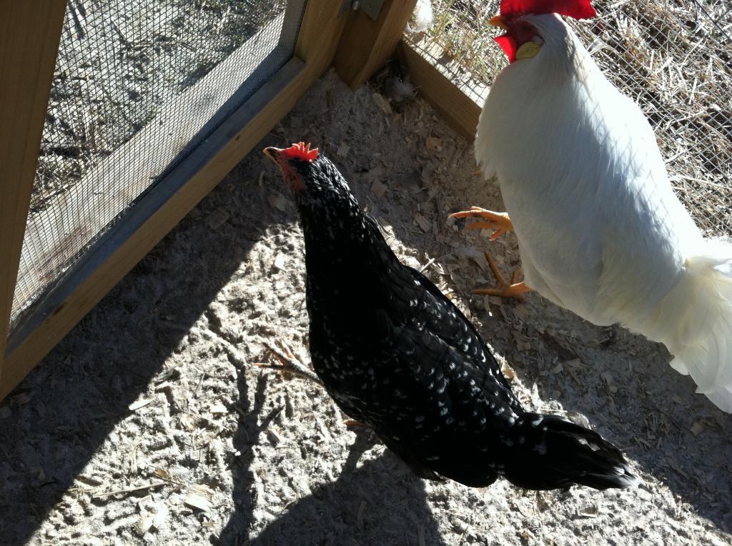 97463_eggs_today_010.jpg